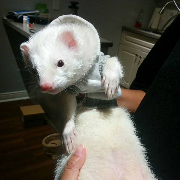 Moose In His Itty Bitty Sweater