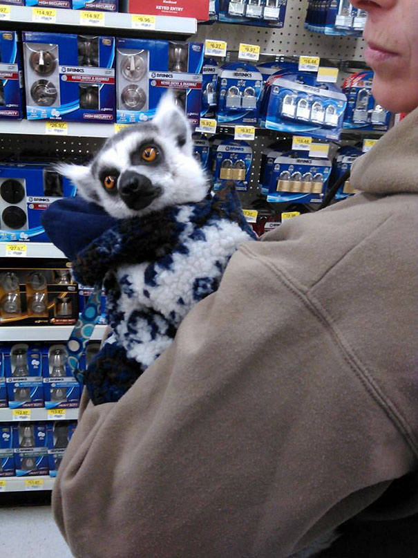 While Walking Through Wal-Mart, I Saw A Woman Carrying A Lemur In A Tiny Sweater