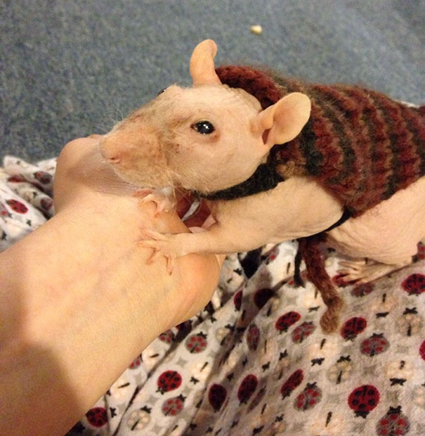 Wally Showing Off His Sweater