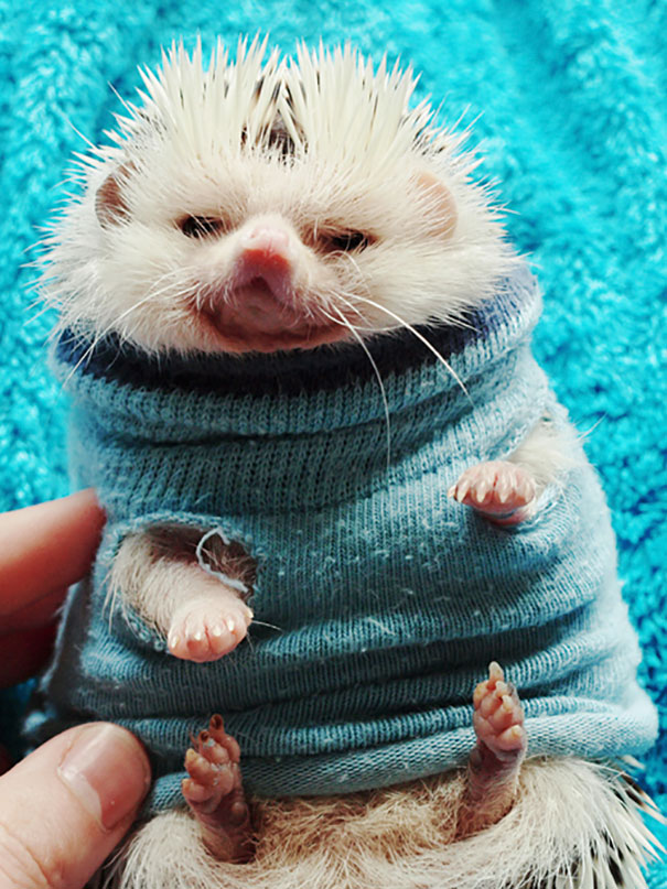 Hedgehog In A Sweater