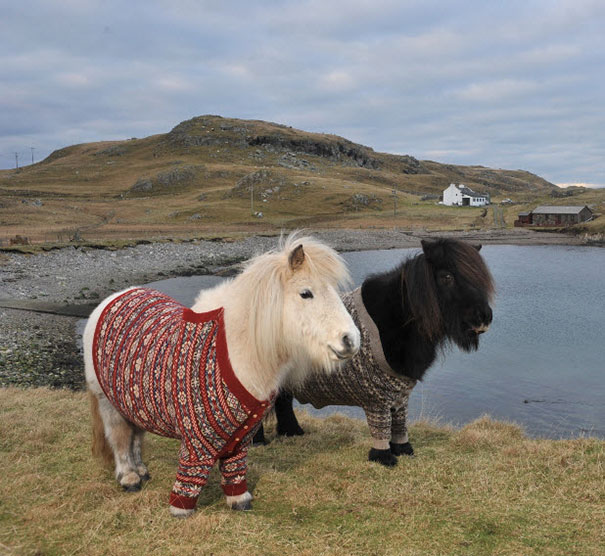 Lovely Shetland Ponies Dressed In Sweaters To Promote Scotland