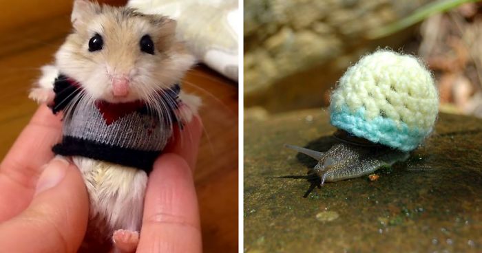 72 Tiny Animals In Tiny Sweaters That Will Make You Go Aww