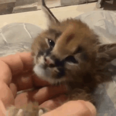 Baby Caracals