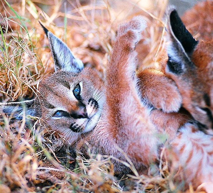 Baby Caracals