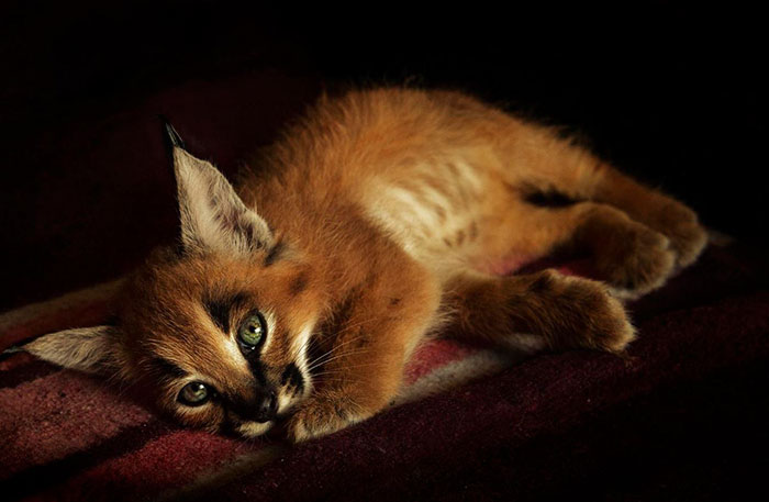 Baby Caracals