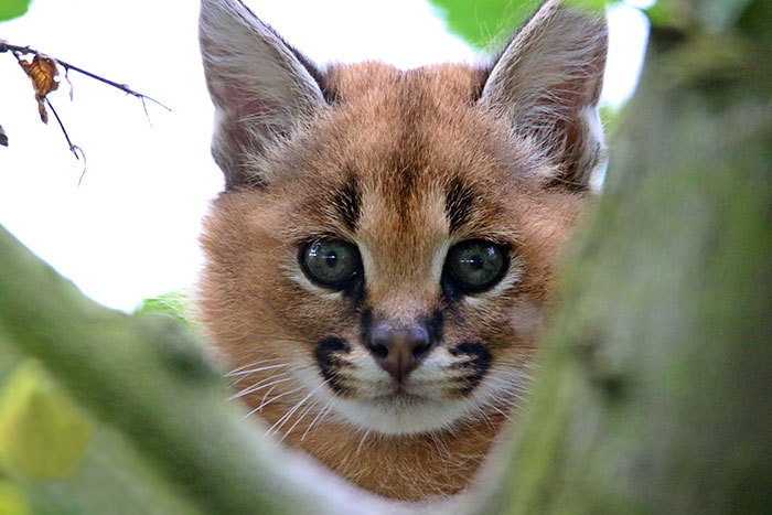 Baby Caracal