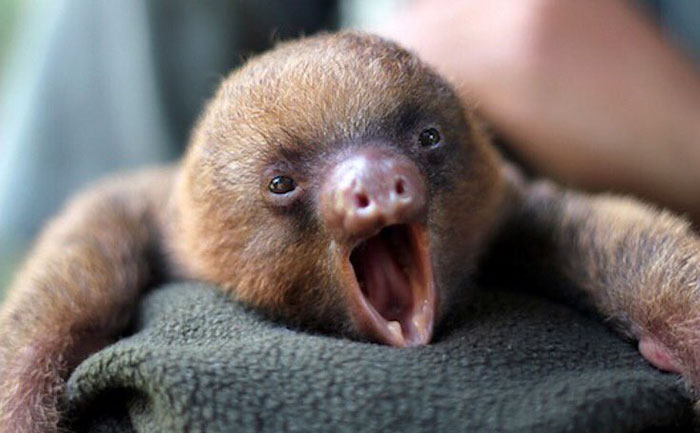 Cute Sloth