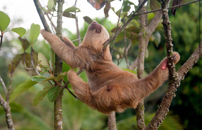 Cute Sloth