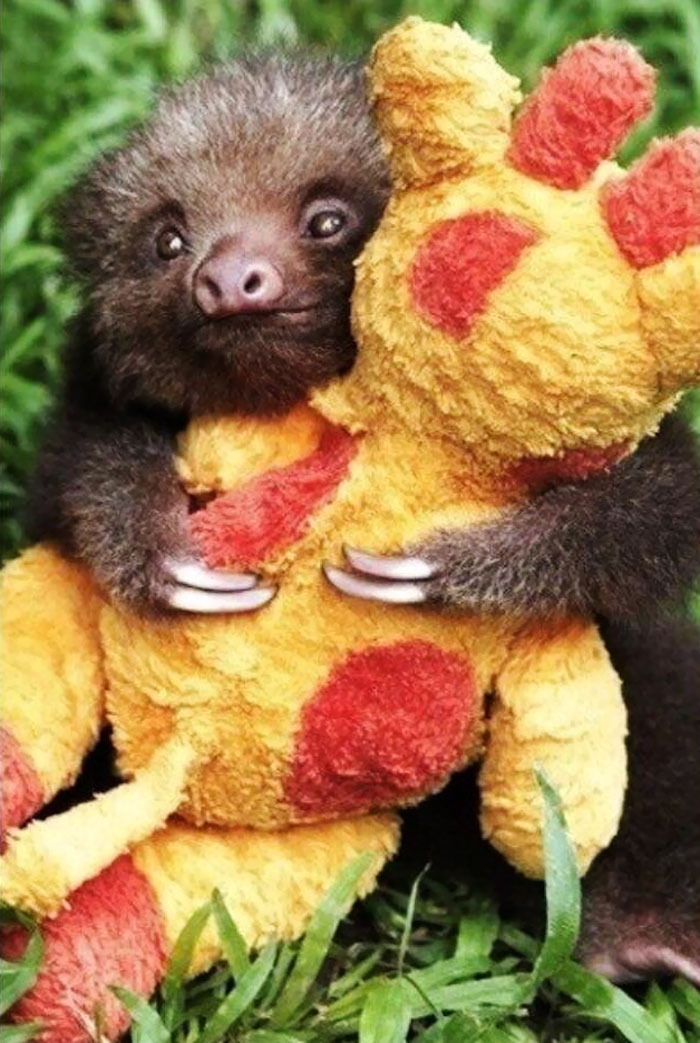 Cute Sloth