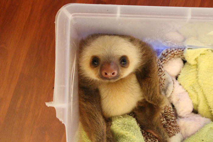 Cute Sloth