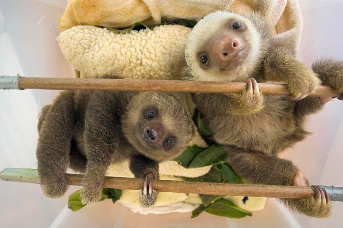 Cute-sloths