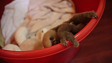 Cute-sloths