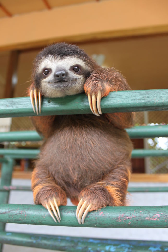 Cute-sloths