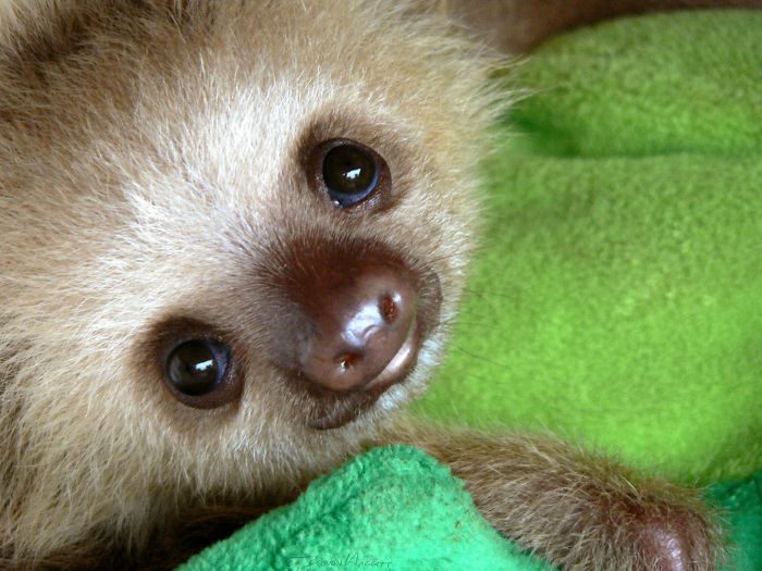 Cute-sloths