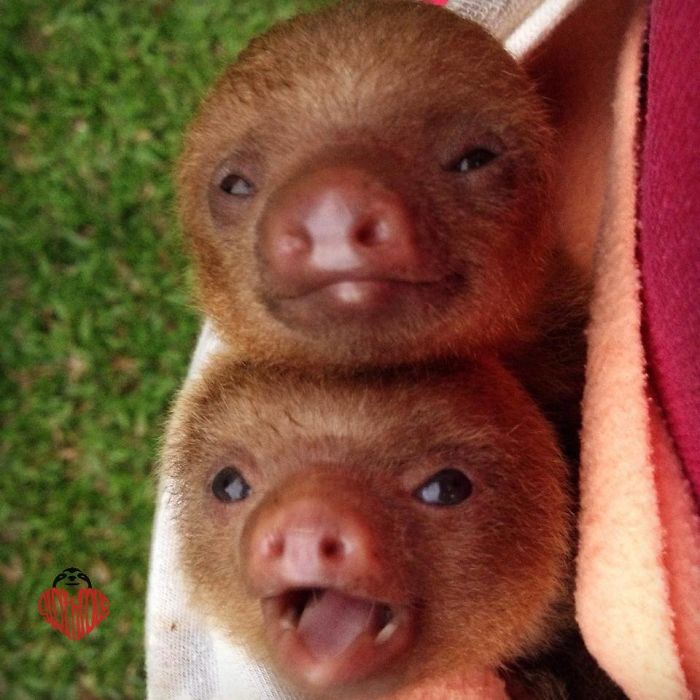 Cute-sloths