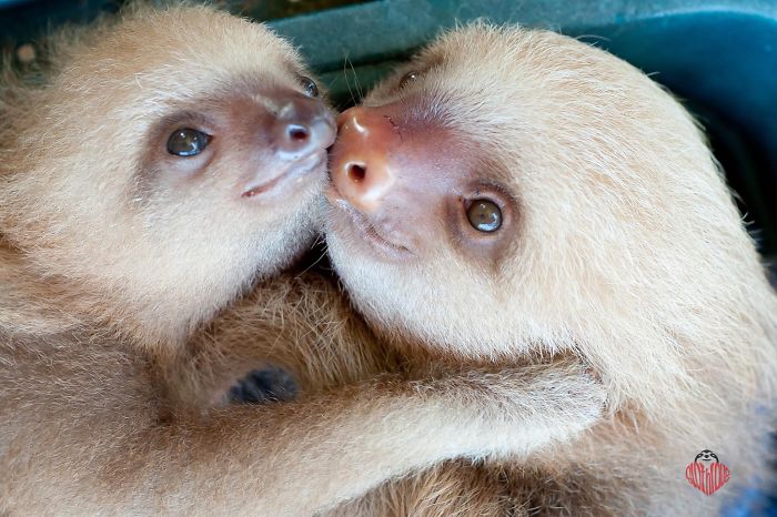 Cute-sloths