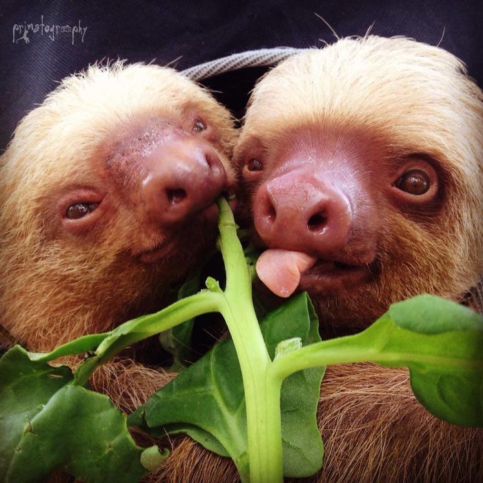 Cute-sloths