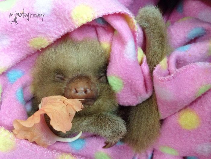 Cute-sloths
