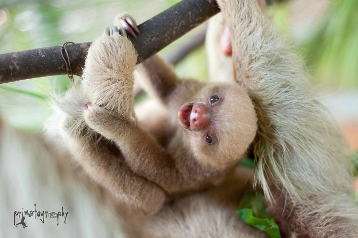 Cute-sloths