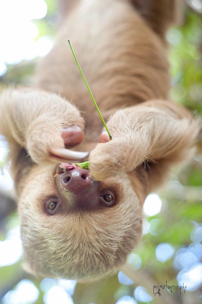 Cute-sloths