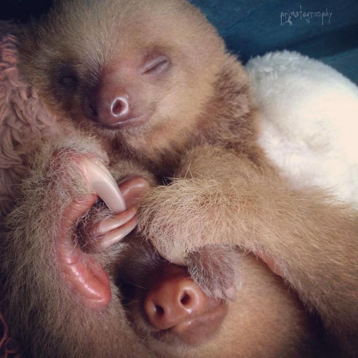 Cute-sloths