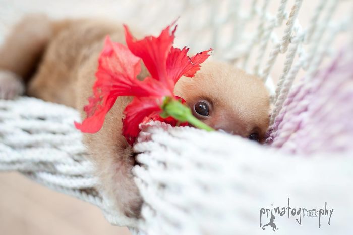 Cute-sloths