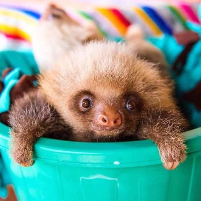 Cute-sloths