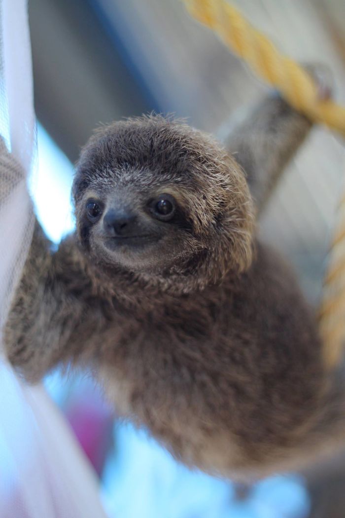 Cute-sloths