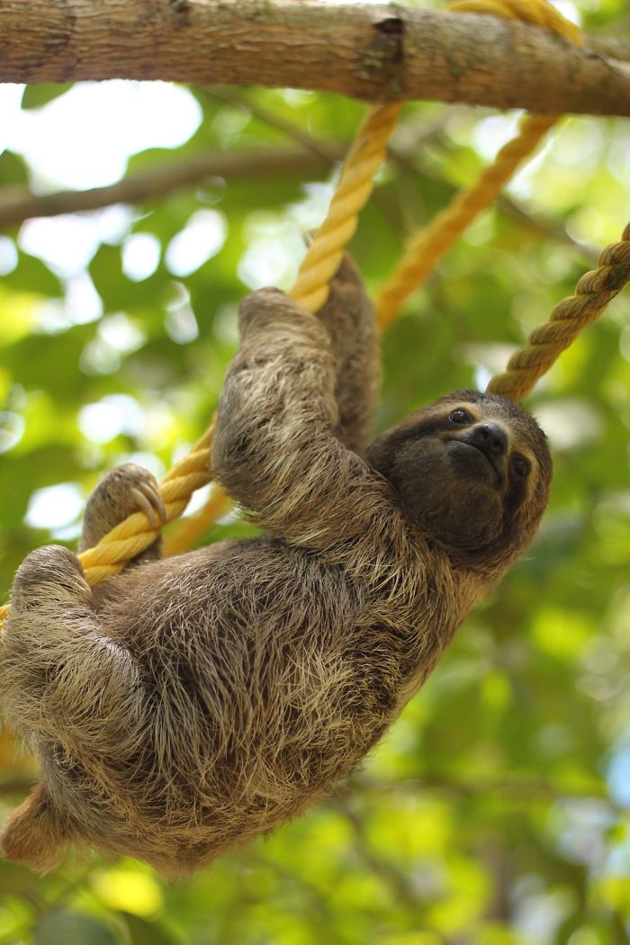 Cute-sloths
