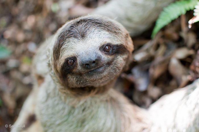 Cute-sloths