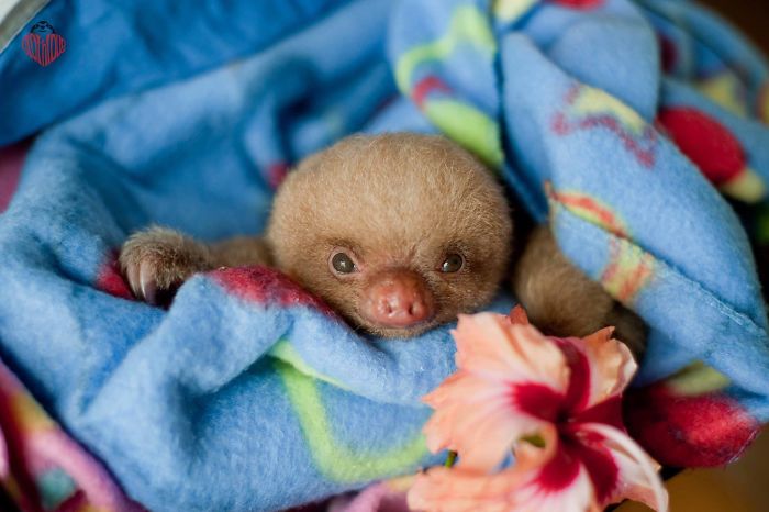 Cute-sloths