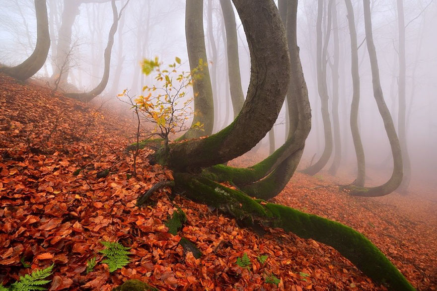 documentary-intelligent-trees-peter-wohlleben-suzanne-simard-1 documentary-intelligent-trees-peter-wohlleben-suzanne-simard-1