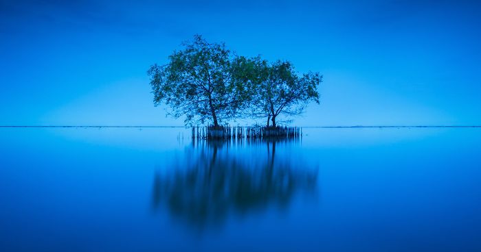 Trees Have Feelings, Make Friends And Look After Each Other Like An Old Couple, Study Finds
