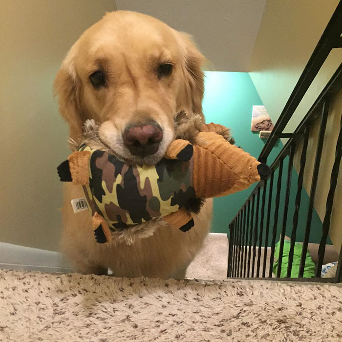 dog-brings-toys-mojito-4 dog-brings-toys-mojito-4