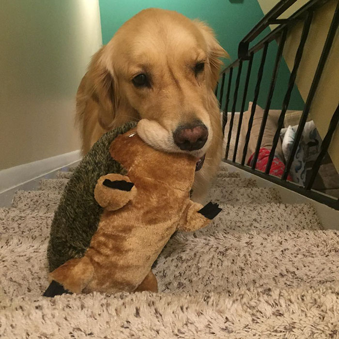 dog-brings-toys-mojito-5 dog-brings-toys-mojito-5