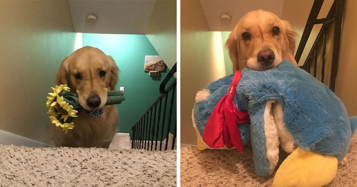 Therapy Dog Takes A Different Toy To Bed Each Night