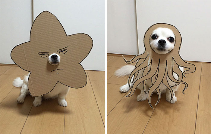 Esta japonesa crea divertidos disfraces de cartón para su perro