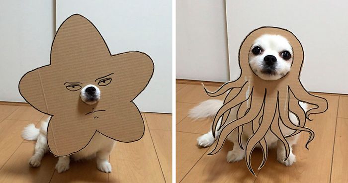Japanese Woman Creates Hilarious $0 Cosplay Costumes For Her Dog (10+ Pics)Japanese Woman Creates Hilarious $0 Cosplay Costumes For Her Dog (10+ Pics)