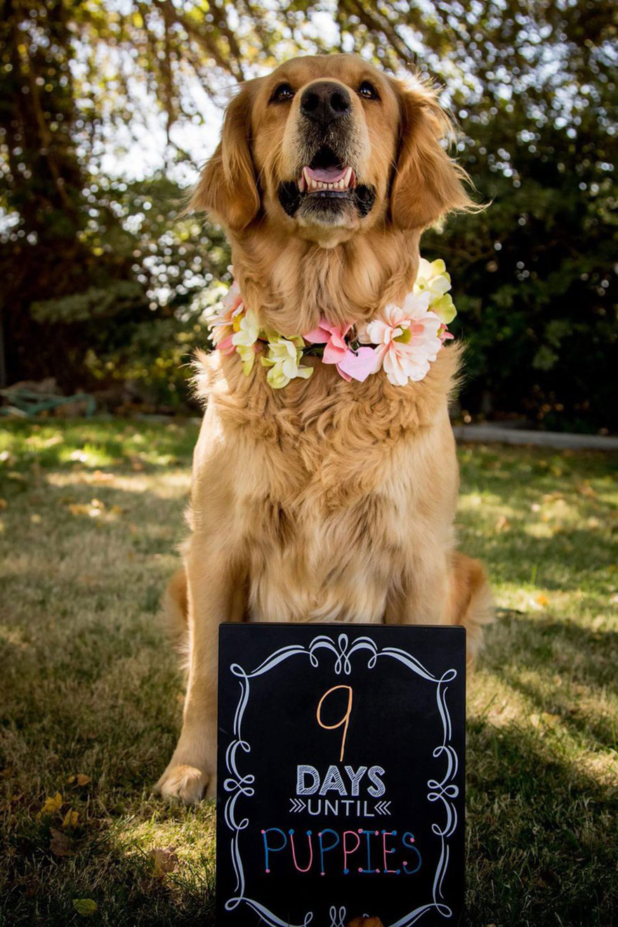 dog-maternity-photo-shoot-chanel-kennedy-sorensen-2 dog-maternity-photo-shoot-chanel-kennedy-sorensen-2