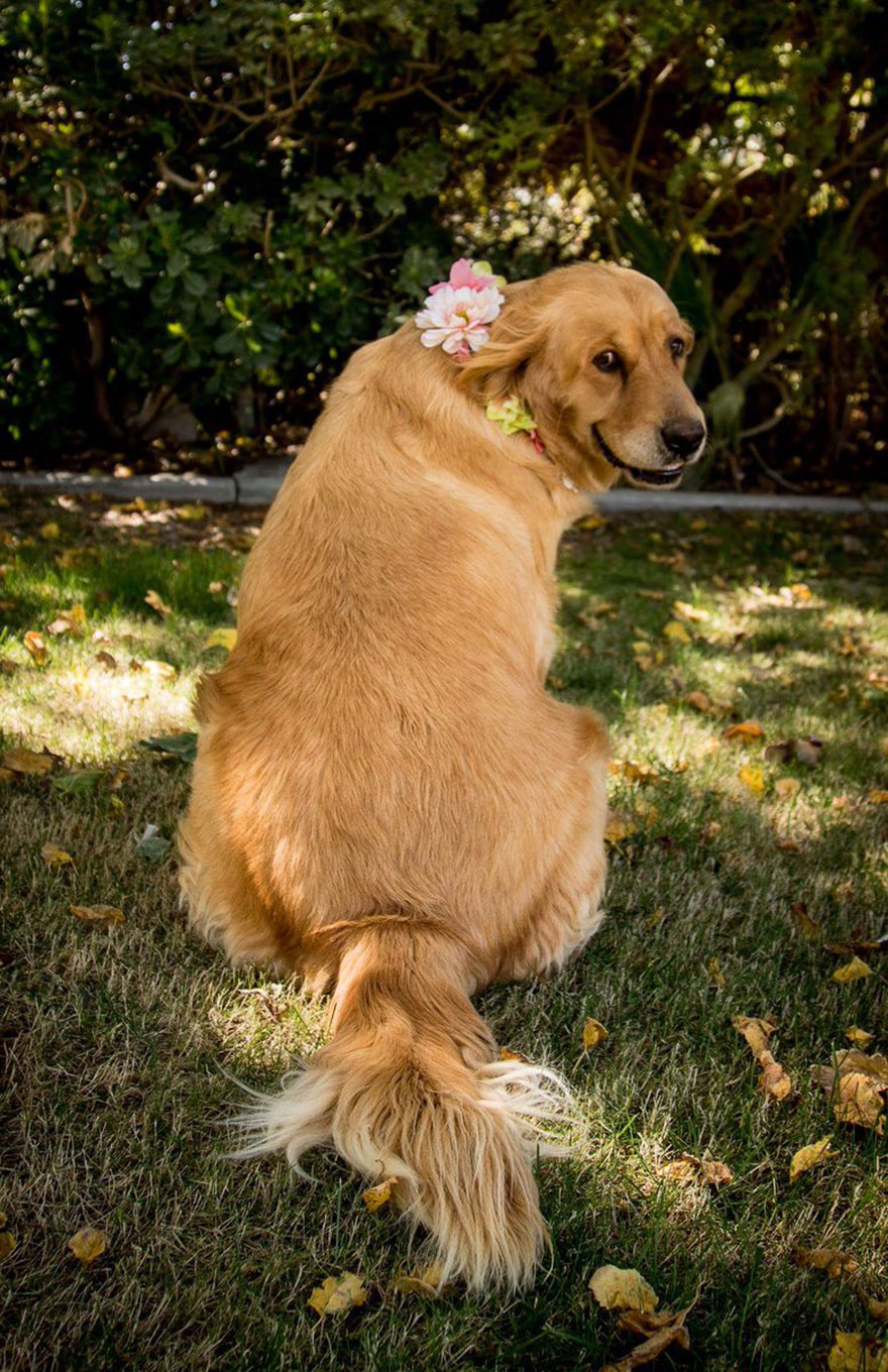 dog-maternity-photo-shoot-chanel-kennedy-sorensen-3 dog-maternity-photo-shoot-chanel-kennedy-sorensen-3