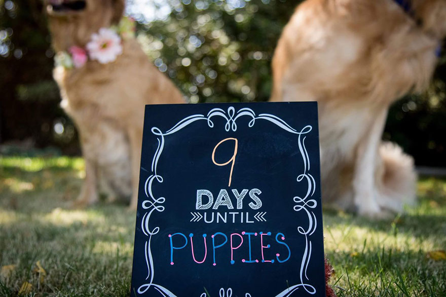 dog-maternity-photo-shoot-chanel-kennedy-sorensen-4 dog-maternity-photo-shoot-chanel-kennedy-sorensen-4