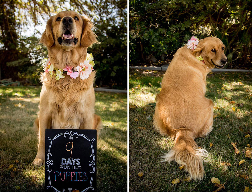 dog-maternity-photo-shoot-chanel-kennedy-sorensen-6 dog-maternity-photo-shoot-chanel-kennedy-sorensen-6