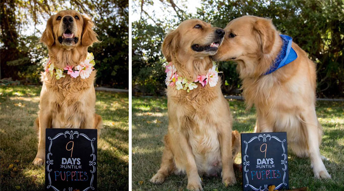 Pregnant Dog Gets Her Own Maternity Photo Shoot, And She Totally Kills It