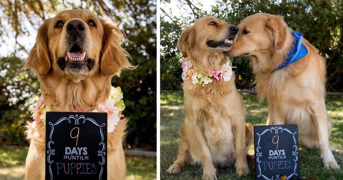Pregnant Dog Gets Her Own Maternity Photo Shoot, And She Totally Kills It