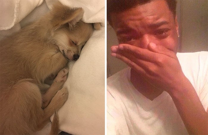 dogs-dream-about-humans-17