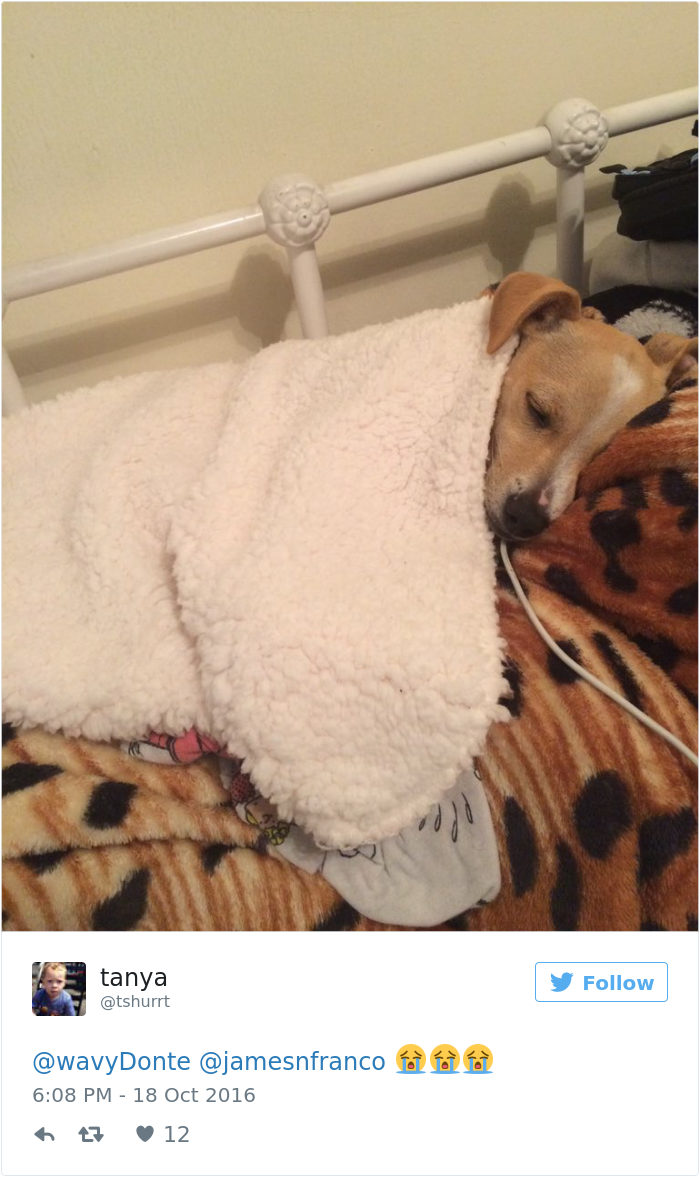 dogs-dream-about-humans-2