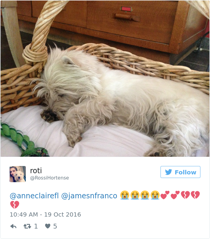 dogs-dream-about-humans-5 dogs-dream-about-humans-5