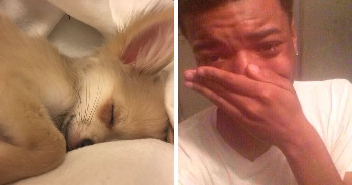 Experts Say Dogs Dream About Their Humans, People Can’t Stop Crying