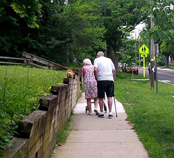 Having Unbreakable Traditions: Old Couple's Cat Goes On Their Morning Walk With Them
