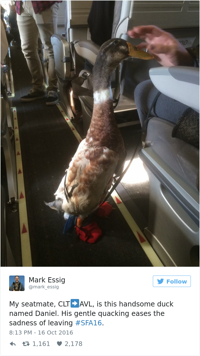 emotional-support-duck-flight-1